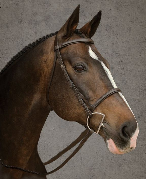 Bromont Raised and Padded Bridle - Selkirk Mountain Tack