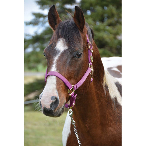 WESTERN RAWHIDE SIGNATURE CLASSIC HALTER WITH SNAP - Selkirk Mountain Tack