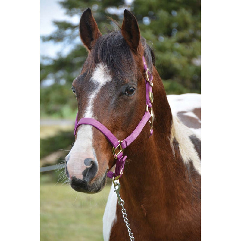 WESTERN RAWHIDE SIGNATURE CLASSIC HALTER WITH SNAP - Selkirk Mountain Tack