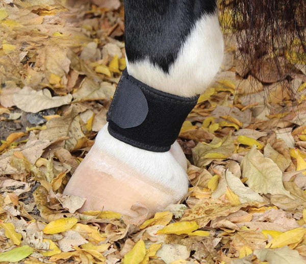 Professional Choice Pastern Wrap - Selkirk Mountain Tack